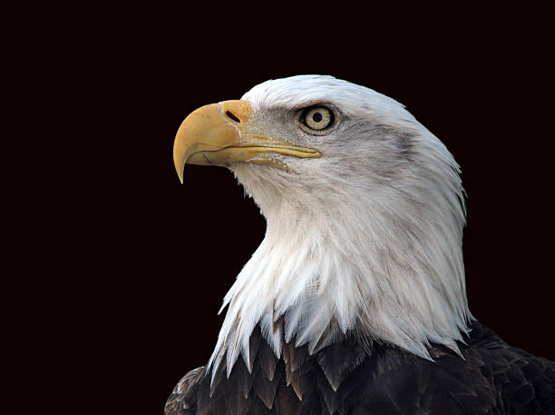 Blad Eagle Profile stock photo