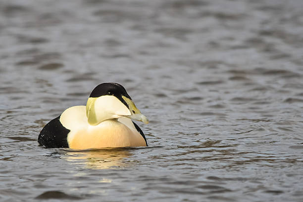 Male Eider Duck in Full Breeding Plumage A male Eider Duck in full breeding plumage on water. The duck is pictured on the left of the image with clear watery space to the right. buddle bay stock pictures, royalty-free photos & images
