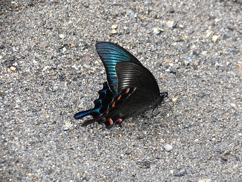 Papilio Bianor - Chinese Peacock - Butterfly