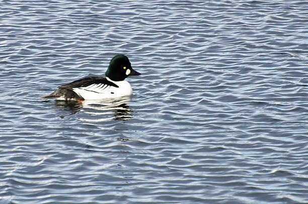 istock Common Goldeneye Swimming on a Lake 469660845