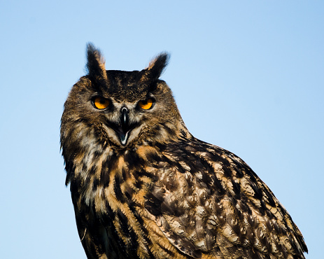 Majestec Eurasian Eagle-Owl Looking At Camera With His Large Yellow Eyes And Squaking. This horizonal stock photo is taken outside in nature against a light blue sky. The steely glare of this large intimidating raptor bird is penetrating.