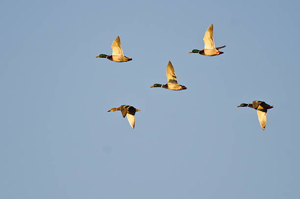 istock Five Mallard Ducks Flying in a Blue Sky 469661219