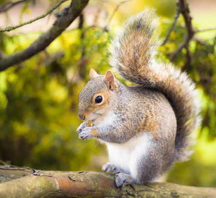 Close-up of a wild Grey Squirrel on a branch, eating an acorn.