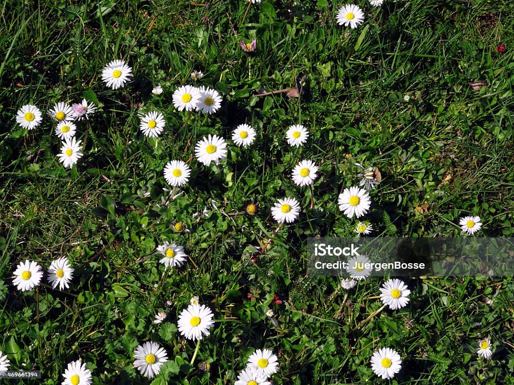 Daisies in den Frühling - Lizenzfrei 2015 Stock-Foto