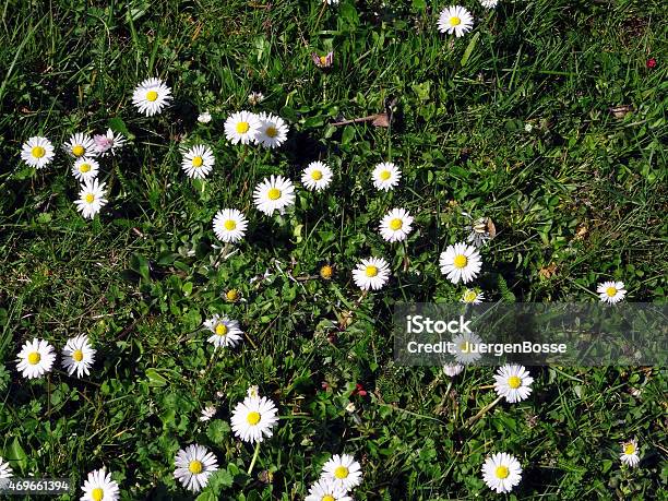 Daisies In Den Frühling Stockfoto und mehr Bilder von 2015 - 2015, Blume, Fotografie