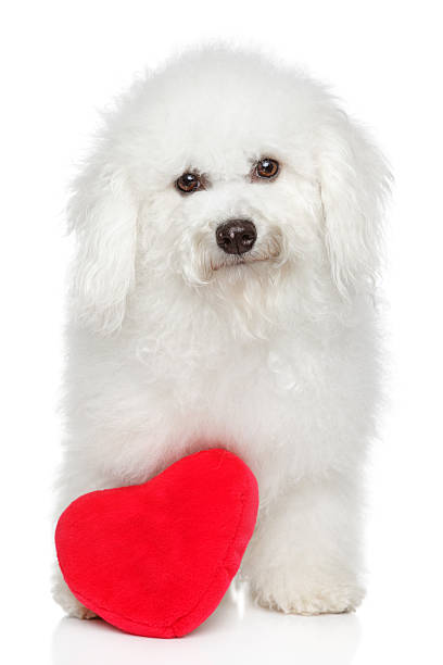 istock Bichon Frise dog with valentine heart 469661503