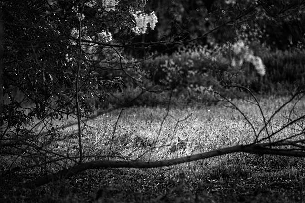 istock Feral Cat Resting in a Field Looking at Camera 469661750