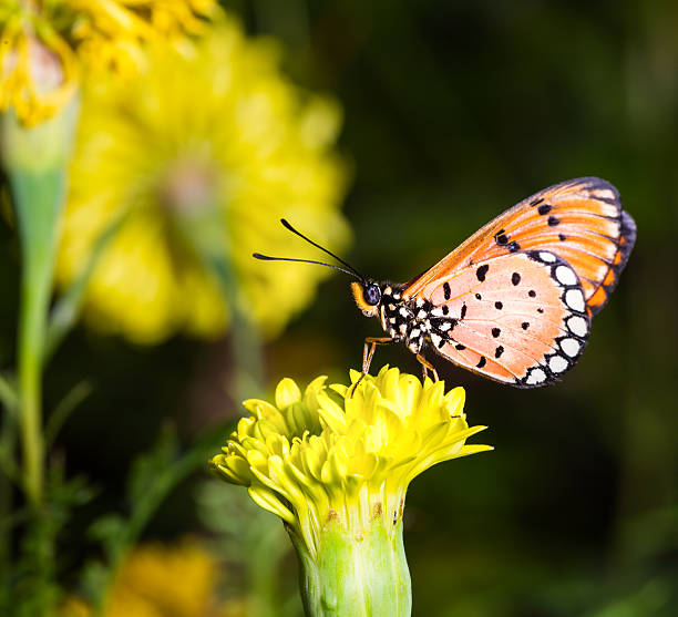 istock Tawny Coster butterfly on marigold flower 469661955