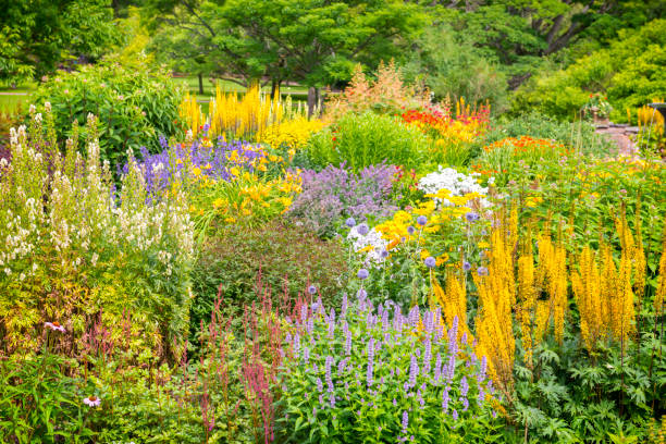 istock Lavish and colorful summer garden 469664148