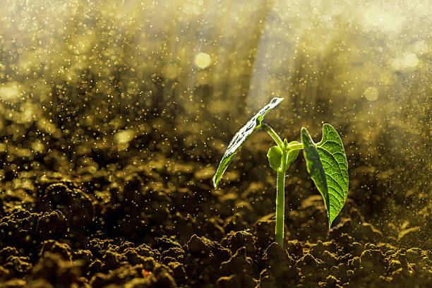 Green seedling Green seedling growing on the ground in the rain soil health stock pictures, royalty-free photos & images