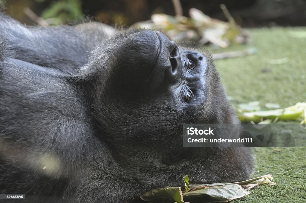 Strong adulte noir Gorille - Photo de Afrique libre de droits