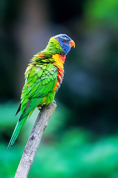 istock Colourful rainbow lorikeet fluffing his wings 469666350