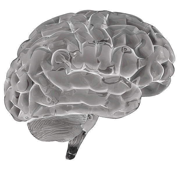 Human Brain stock photo