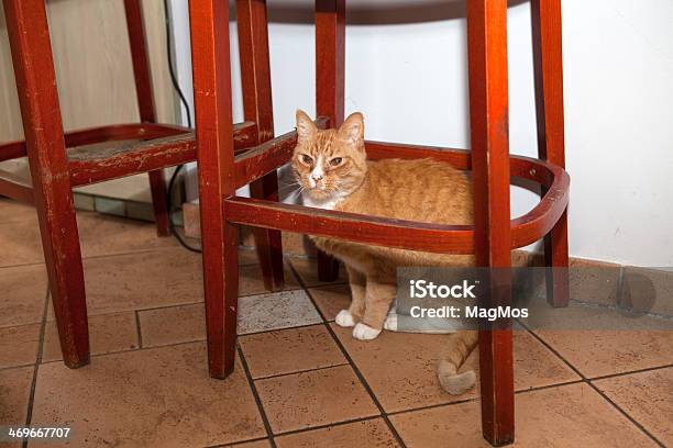 Czerwony Kociak Jest W Krzesło - zdjęcia stockowe i więcej obrazów Biały - Biały, Czerwony, Dobrostan zwierząt