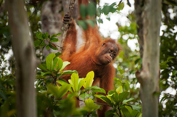Orangutan stock photo