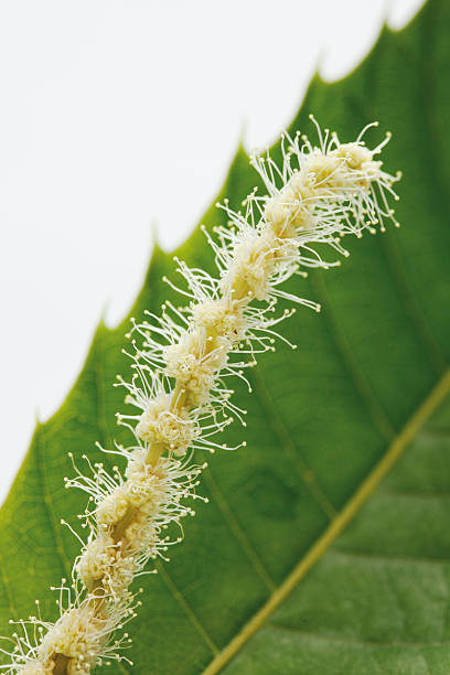 Sweet chestnut, close up