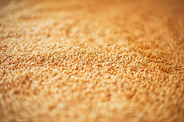 close-up view di cereali di grano naturale. - john garner foto e immagini stock