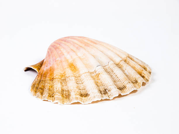 istock One scallop isolated on white background 469668599
