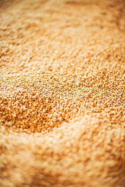 close-up view di cereali di grano naturale. - john garner foto e immagini stock