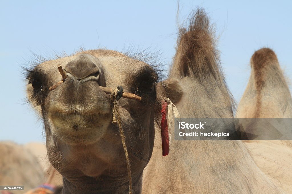 Camel cart in der Gobi gurvansaikhan national park - Lizenzfrei Altaigebirge Stock-Foto