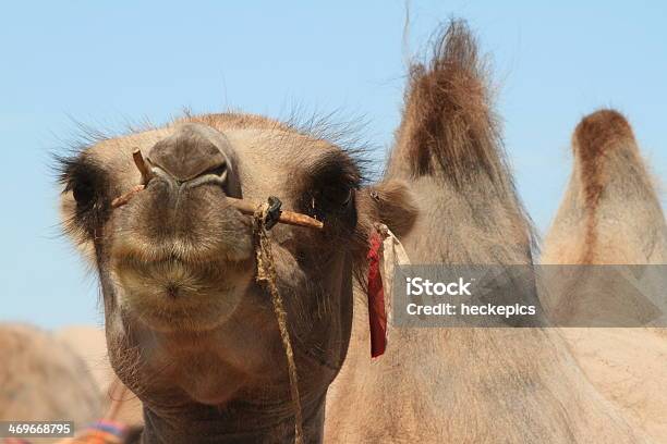 Foto de Kamel In Der Wüste Gobi e mais fotos de stock de Camelo - Camelo, Camelo - Camelídeos, Caravana de Camelos