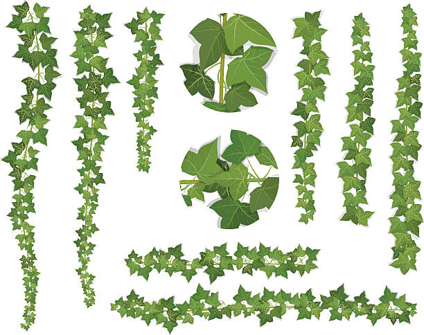 ilustraciones, imágenes clip art, dibujos animados e iconos de stock de conjunto de cepillos de ivy vine ramas - ivy wall green vine