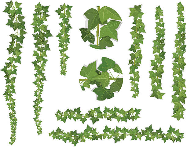 illustrations, cliparts, dessins animés et icônes de ensemble de brosses de lierre vine branches - ivy leaf