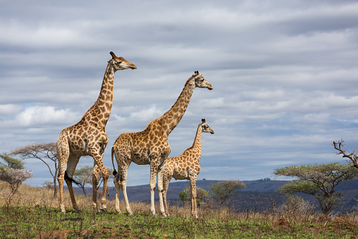 giraffes in south africa game reserve