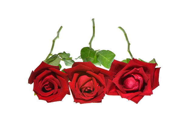 istock Bunch of red roses isolated on white background 469671401
