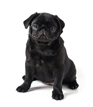 Young black dog pug posing on white background