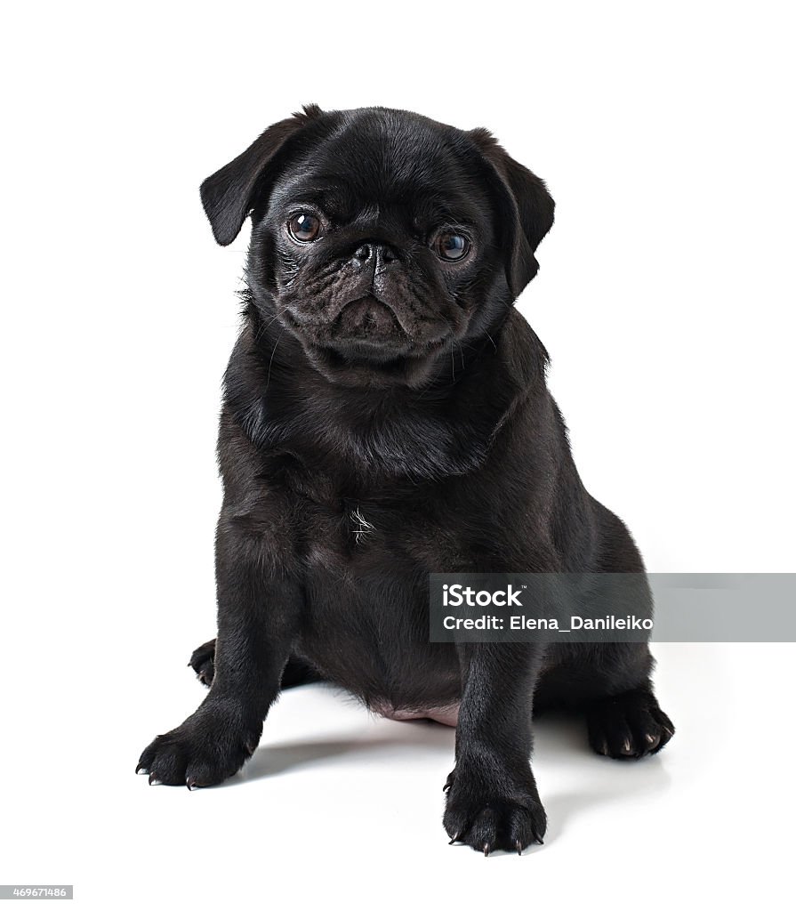 Young black dog pug posing on white background Pug Stock Photo