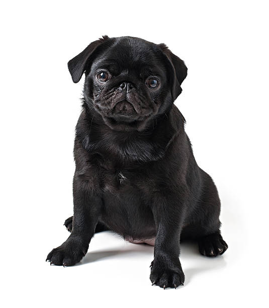 Young black dog pug posing on white background stock photo