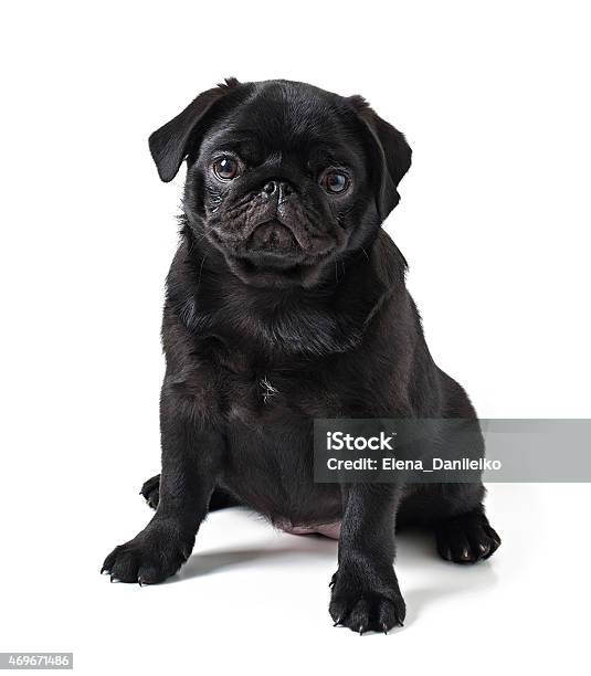 Young Black Dog Pug Posing On White Background Stock Photo - Download Image Now - Pug, Black Color, Cub