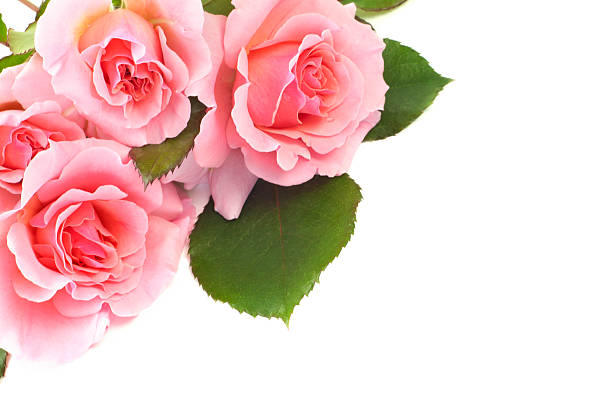 istock Delicate Pink Roses On White Background 469671800