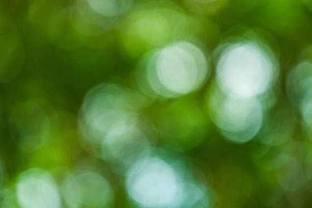 istock Sunny abstract green nature background 469671999