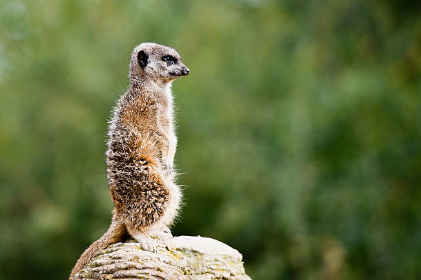 istock Meerkat guarding the territory on the rock 469672182
