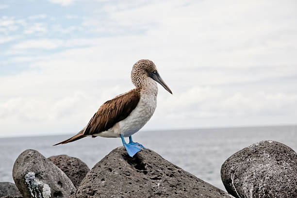 azul antiguo gaviota boba - waterbirds fotografías e imágenes de stock