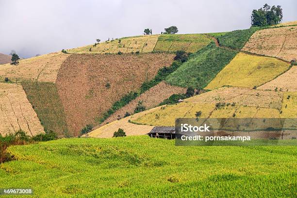 Morning Fog And Rice In Thailand Stock Photo - Download Image Now - 2015, Agricultural Field, Agriculture