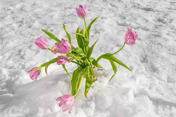 Flowers stuck in the snow Flowers stuck in the snow schenken stock pictures, royalty-free photos & images