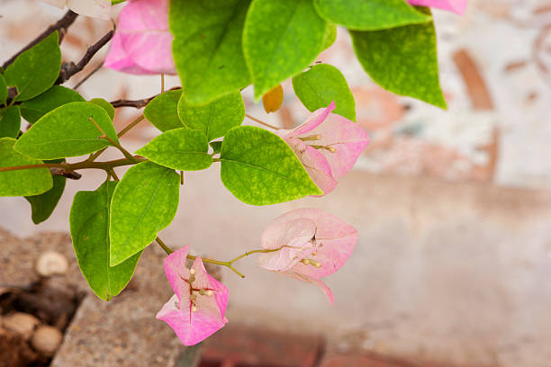 istock Flowering bougainvillea 469673084