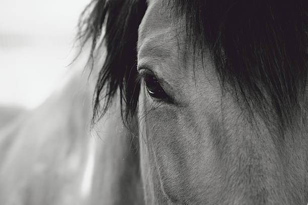 istock Horse Eye Close-Up 469673121