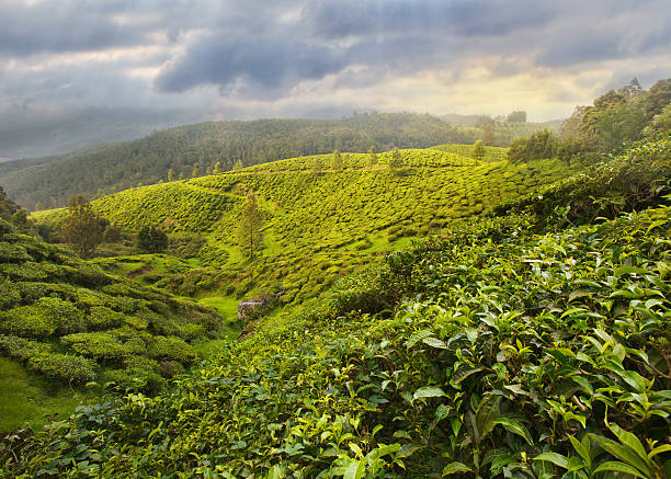 istock Tea Plantation in Asia 469673190