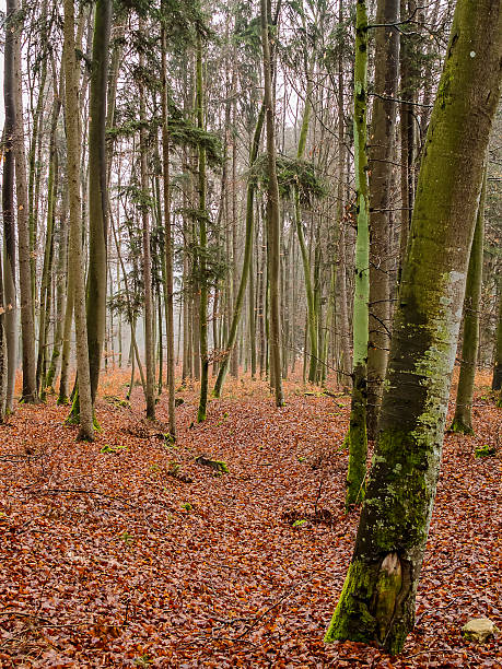 floresta - altmühltal imagens e fotografias de stock