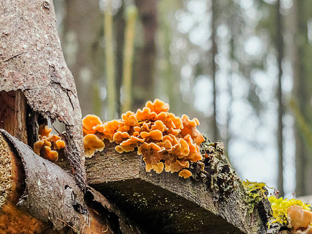 cogumelos - altmühltal imagens e fotografias de stock