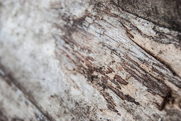 istock wood damaged by bark beetle 469674449