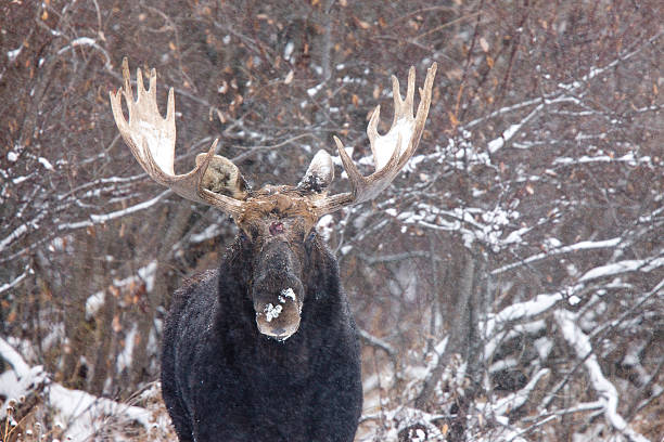 istock Bull Moose in Winter 469676075