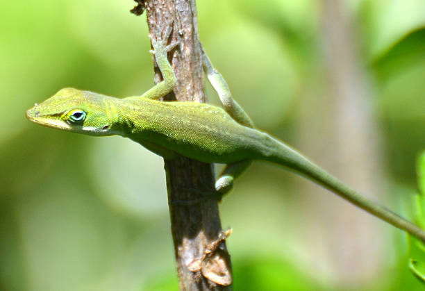 istock Green Anole lizard On Plant Branch. 469676174