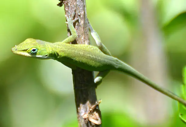 Photo of Green Anole lizard On Plant Branch.