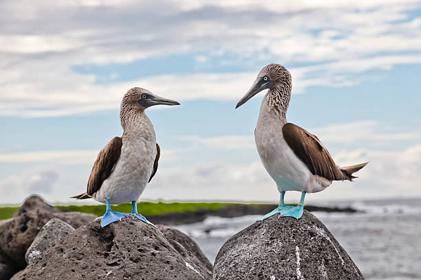 Blue-footed booby Blue-footed booby in courtship dance on the rocks, Galapagos, Ecuador galapagos islands stock pictures, royalty-free photos & images