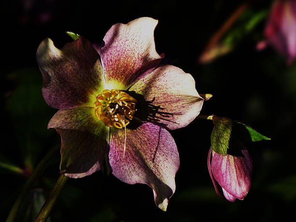 вокруг пруда-helleborus orientalis'ballard гибриды». - schneerose стоковые фото и изображения